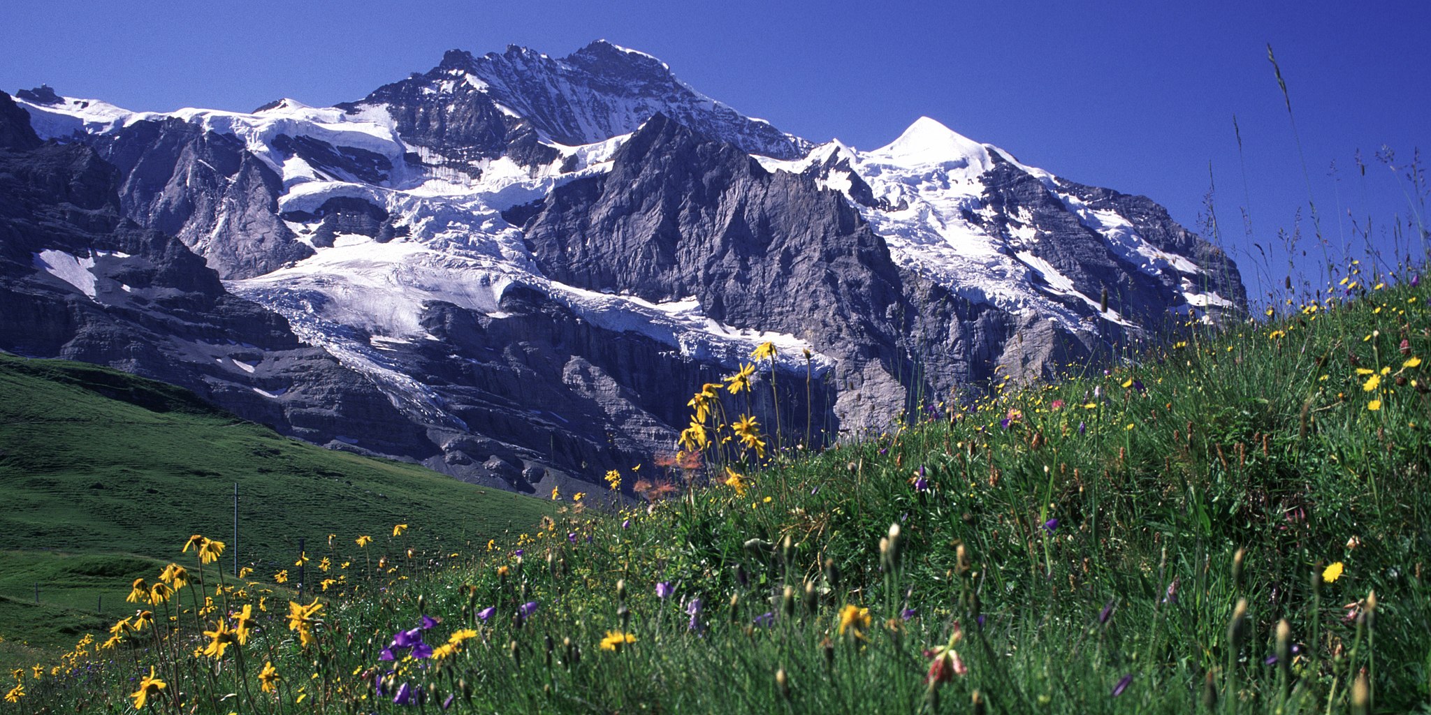 Swiss alps with wildflowers Jungfrau