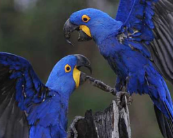 Macaws!