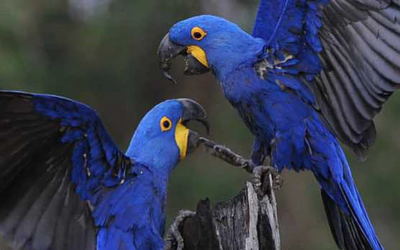 Macaws!